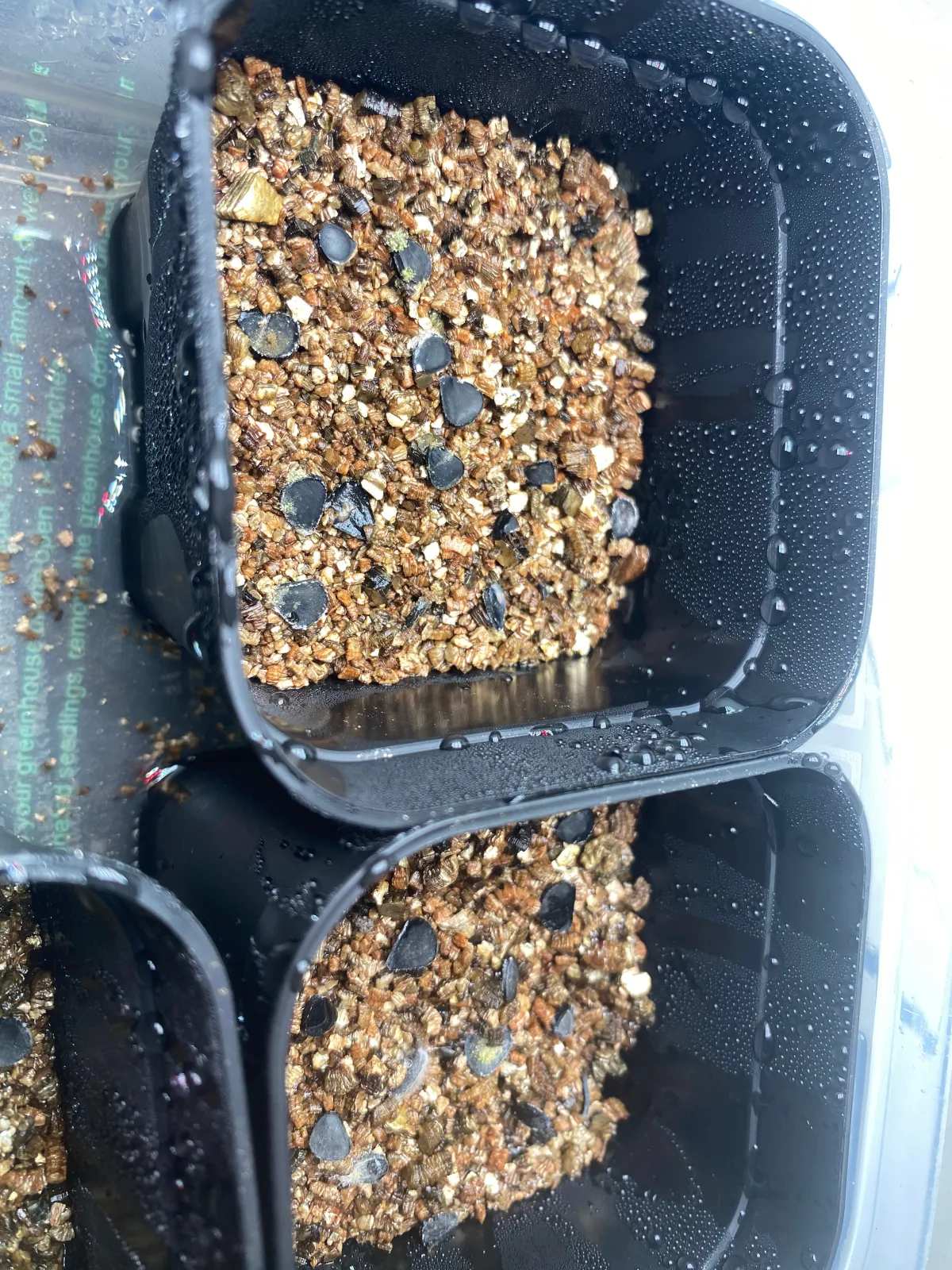 Yucca thompsoniana (ユッカ トンプソニアーナ)