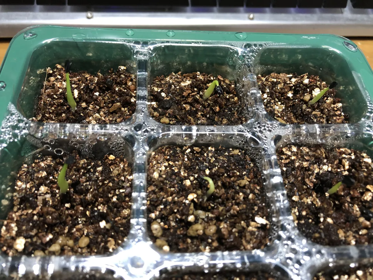 Agave oteroi (アガベ オテロイ)