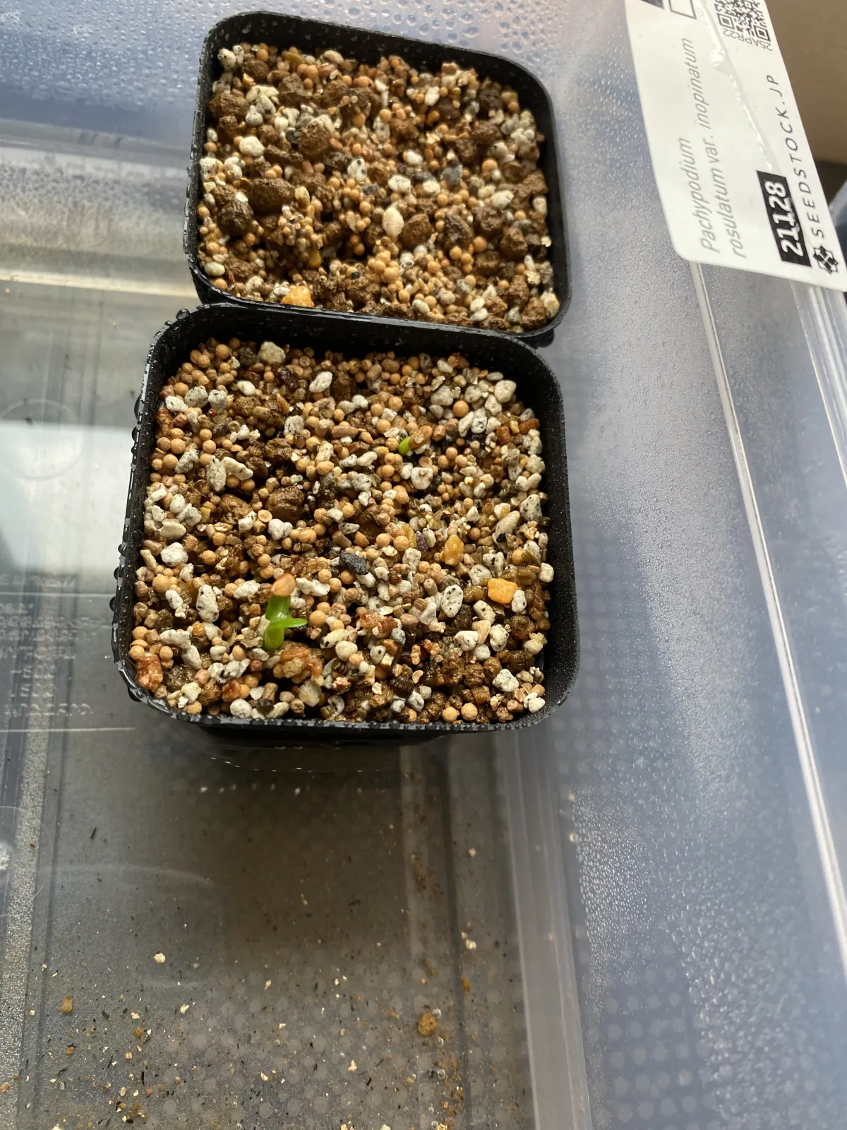 Pachypodium rosulatum var. inopinatum (パキポディウム イノピナツム)