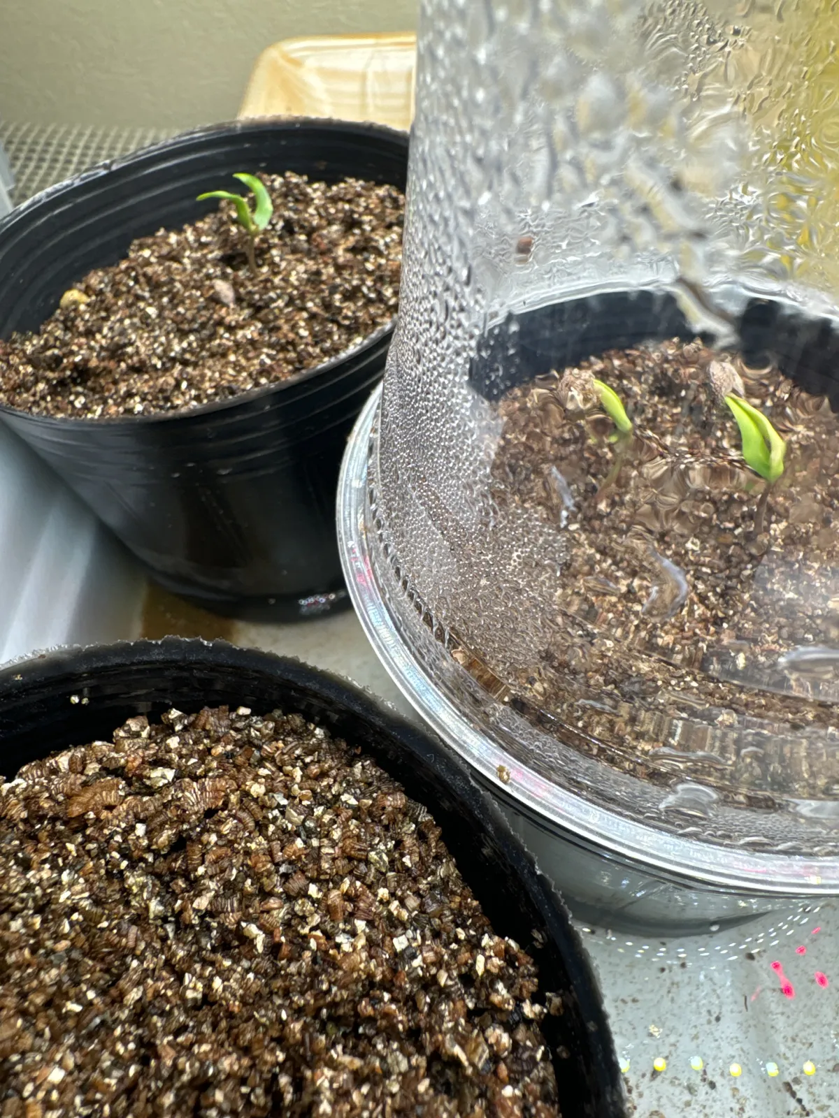 Operculicarya pachypus (オペルクリカリア パキプス)