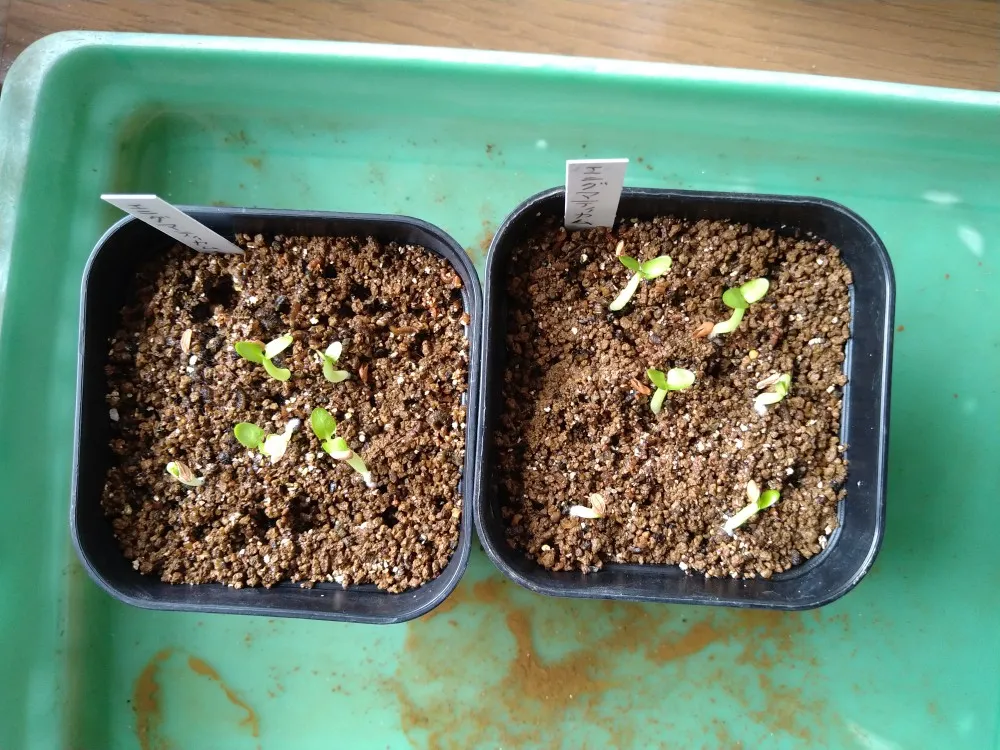 Pachypodium enigmaticum (パキポディウム エニグマチカム)