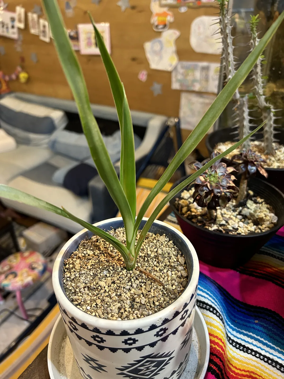 Dracaena draco subsp. draco (ドラセナ ドラコ)