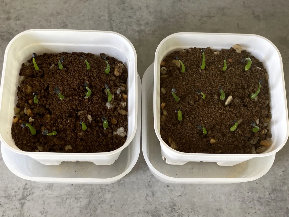 Agave utahensis var. nevadensis 'Compacta' (アガベ ネバデンシス コンパクタ)