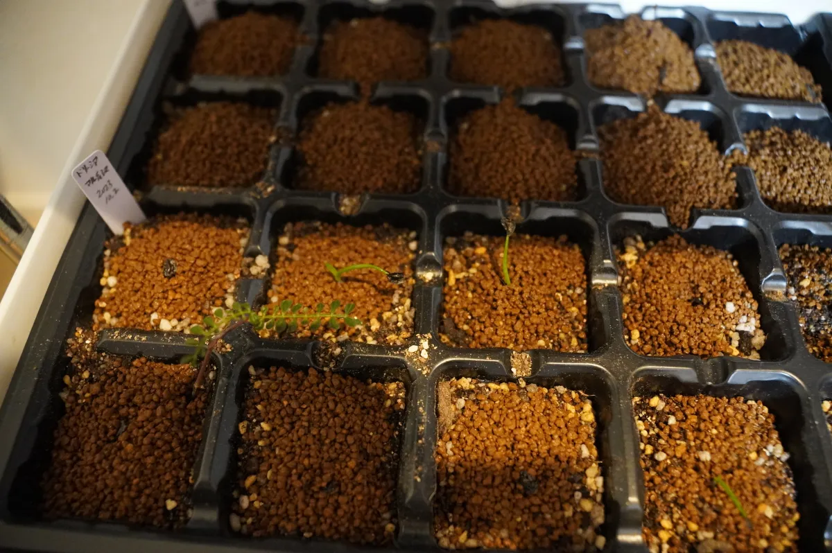 Drimia altissima (ドリーミア アルティッシマ)