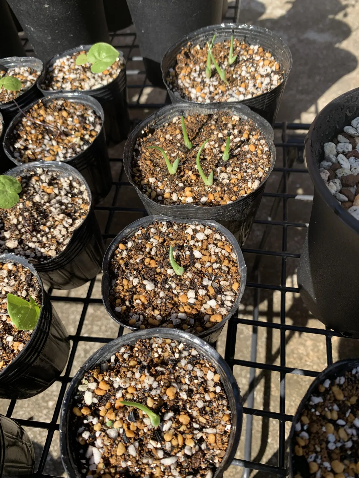 Agave horrida ssp. horrida (アガベ ホリダ)