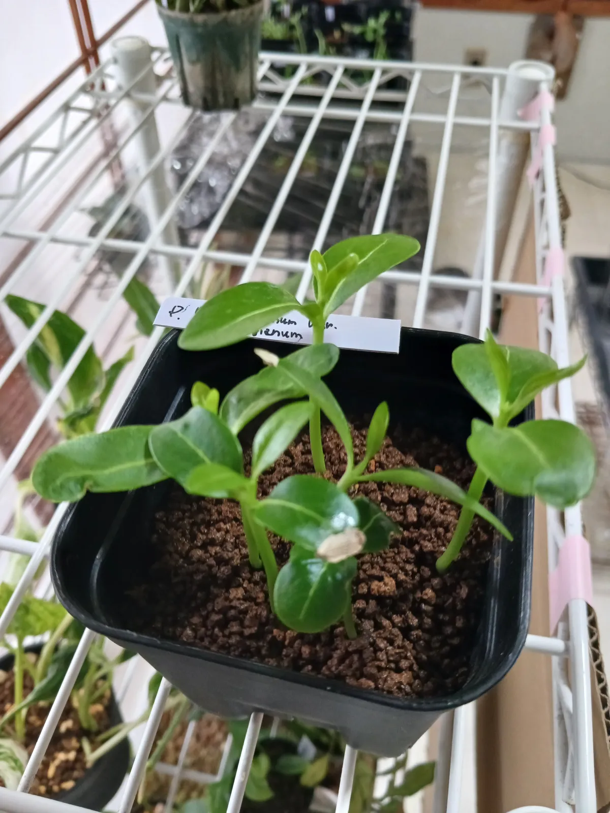 Pachypodium rutenbergianum var. rutenbergianum (パキポディウム ルテンベルギアナム)