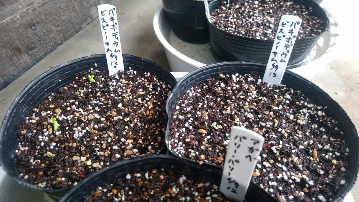 Pachypodium bispinosum (パキポディウム ビスピノーサム)