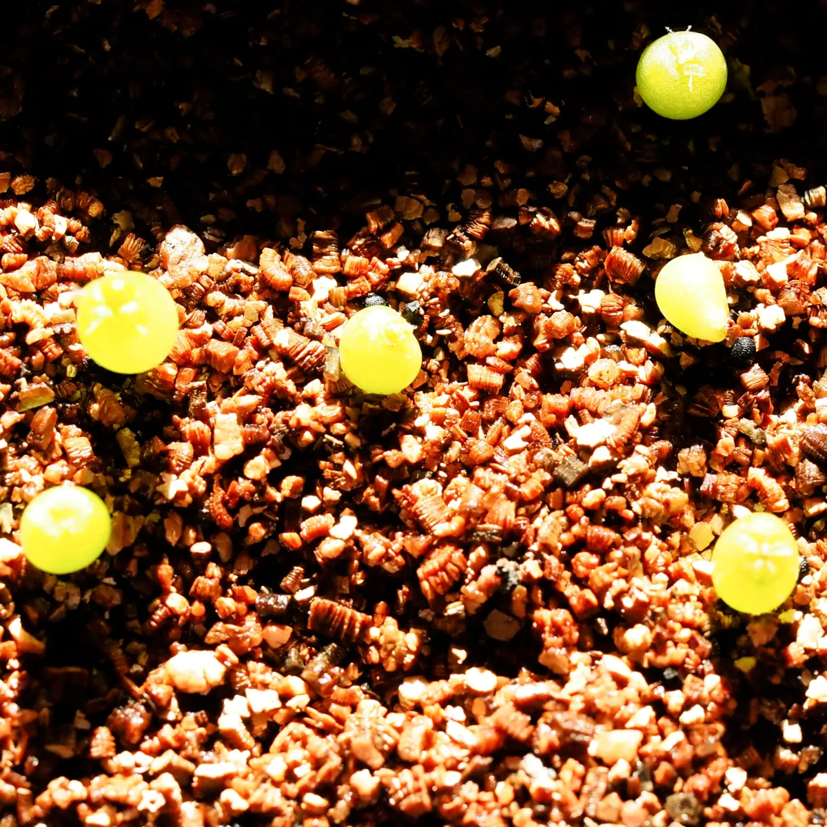 Lophophora fricii (ロフォフォラ 疣銀冠玉)