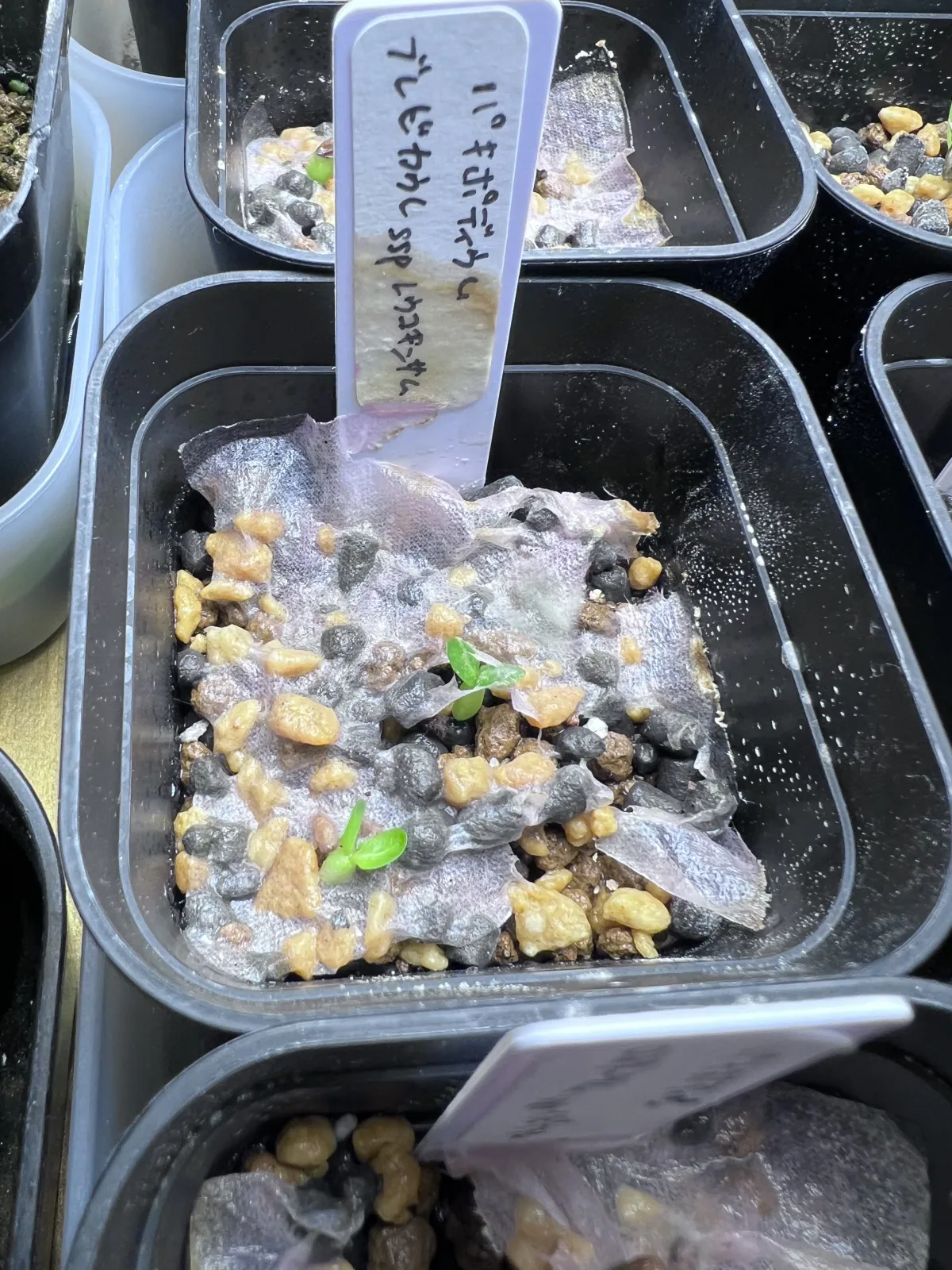 Pachypodium brevicaule subsp. leucoxanthum (パキポディウム レウコキサンツム)
