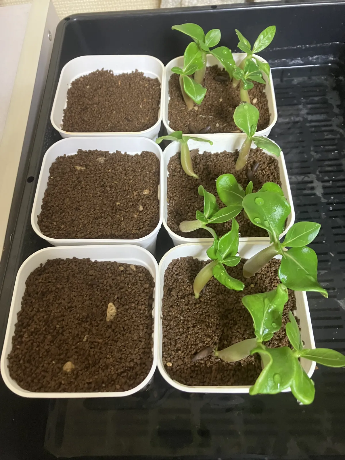 [無料種子] 発芽難 パキポディウム グラキリス　 Pachypodium rosulatum var. gracilius