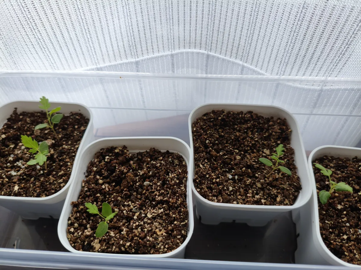 Pachycormus discolor var. veatchianus (パキコルムス ディスカラー ビーチアナス)