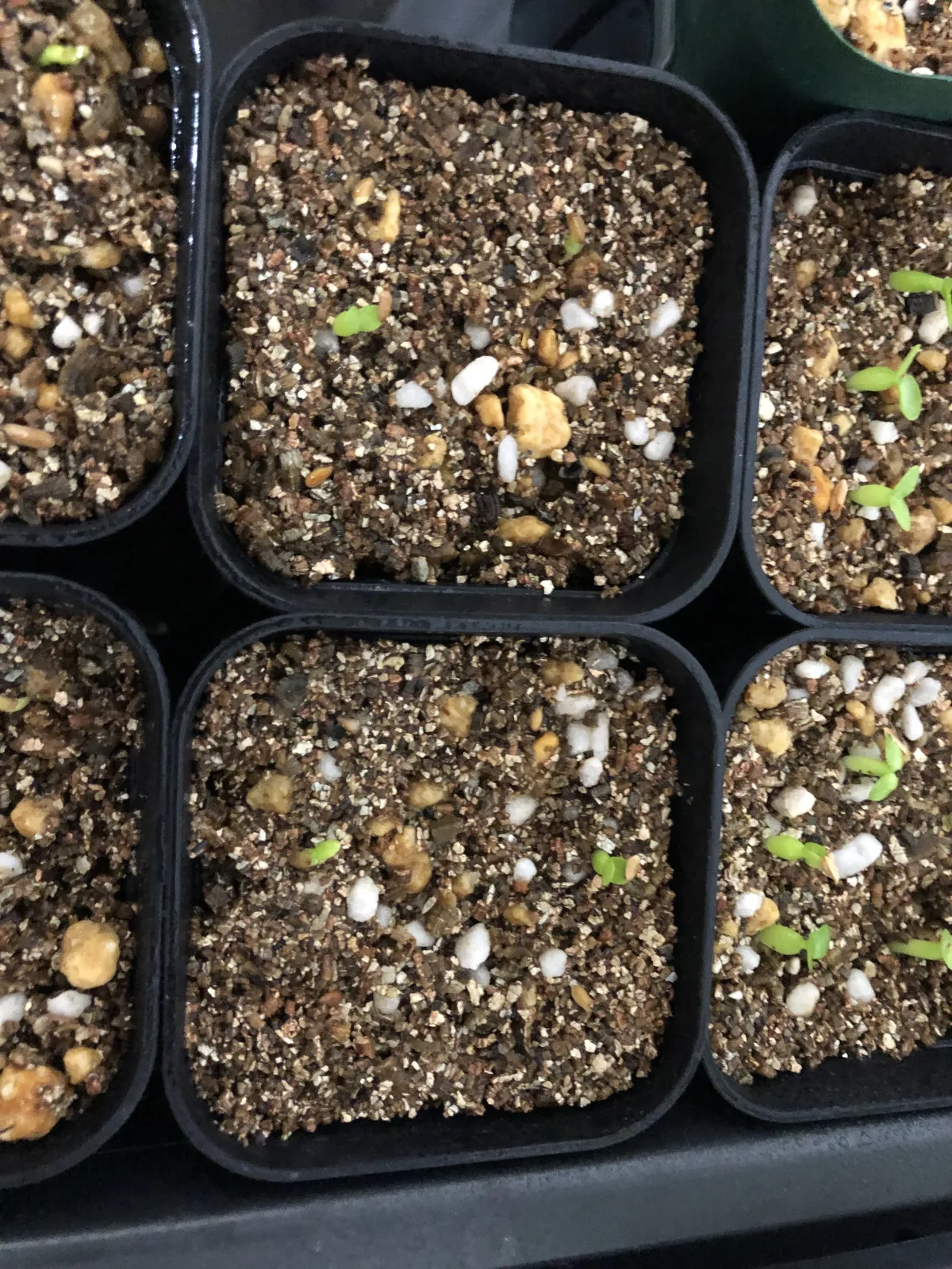 Pachypodium brevicaule (パキポディウム ブレビカウレ（短茎） ())