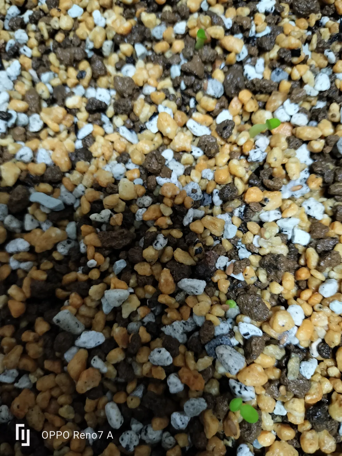 Pachypodium brevicaule (パキポディウム ブレビカウレ（短茎） ())