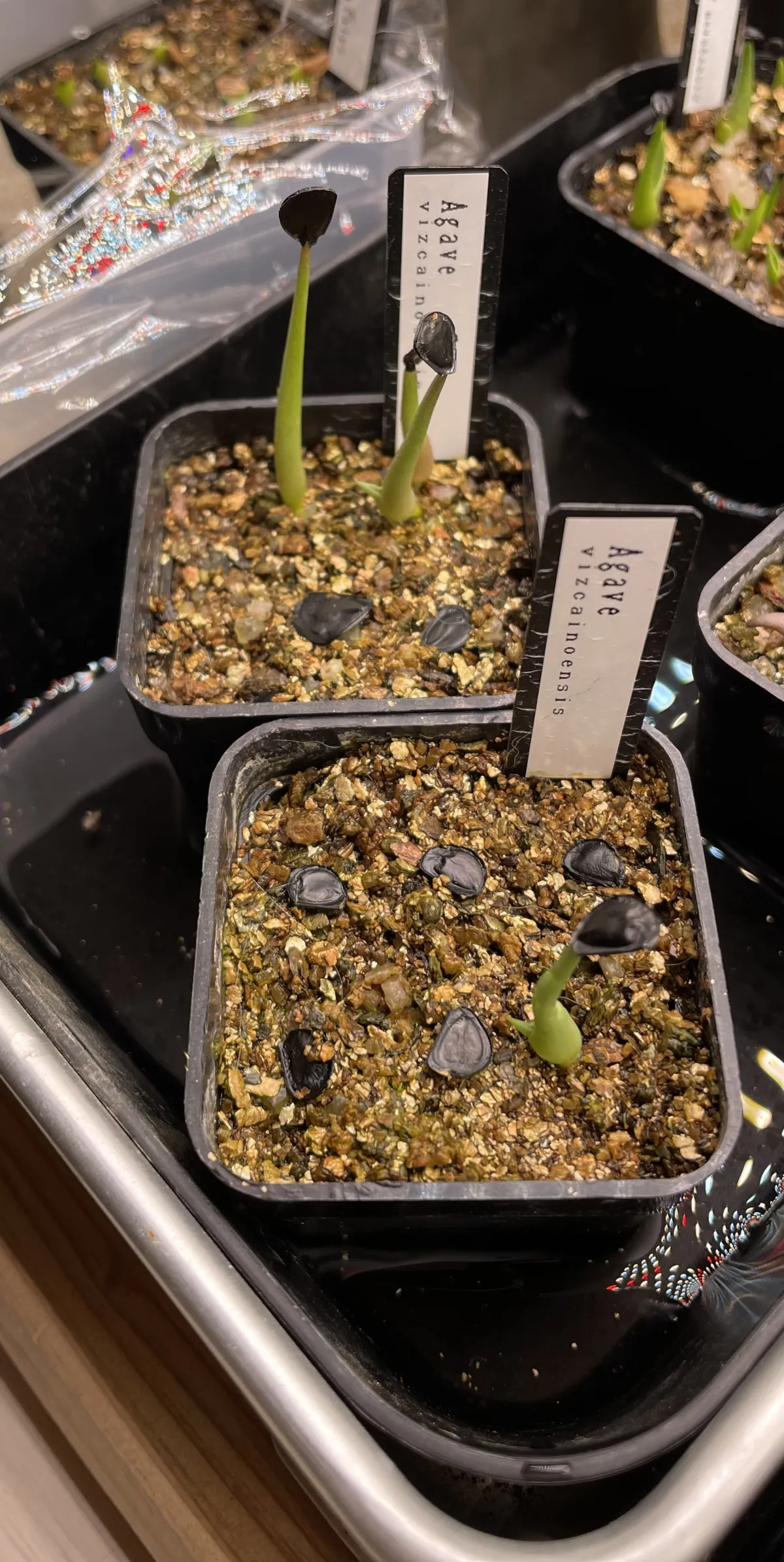 Agave vizcainoensis (アガベ ビスカイノエンシス)