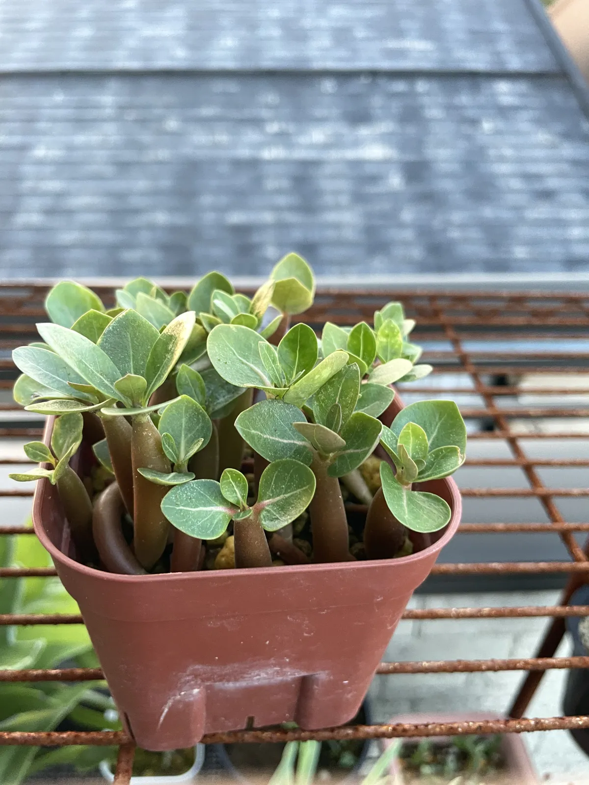 Adenium arabicum Black Giant (アデニウム アラビカム ブラックジャイアント)