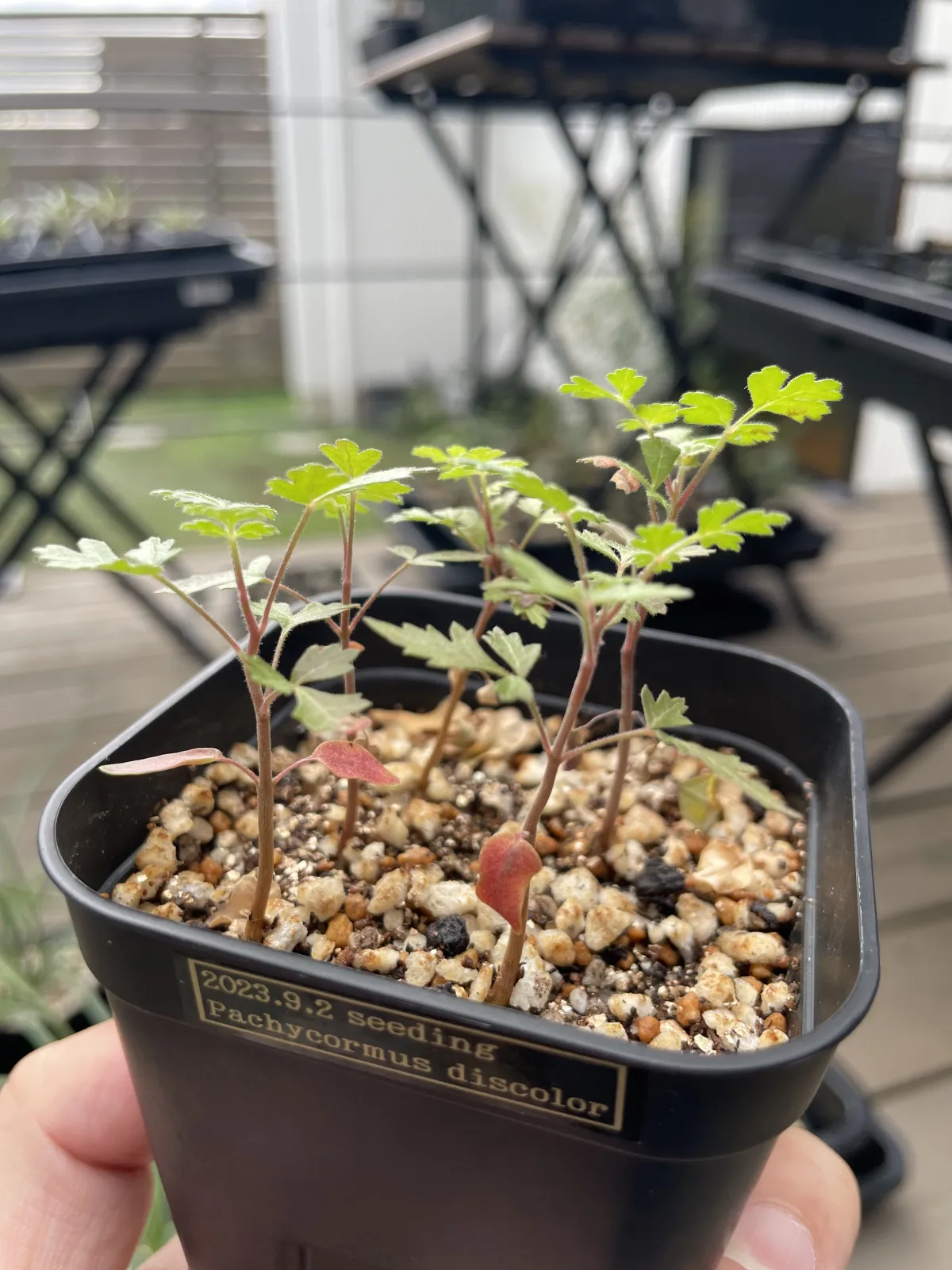 Pachycormus discolor (パキコルムス ディスカラー)