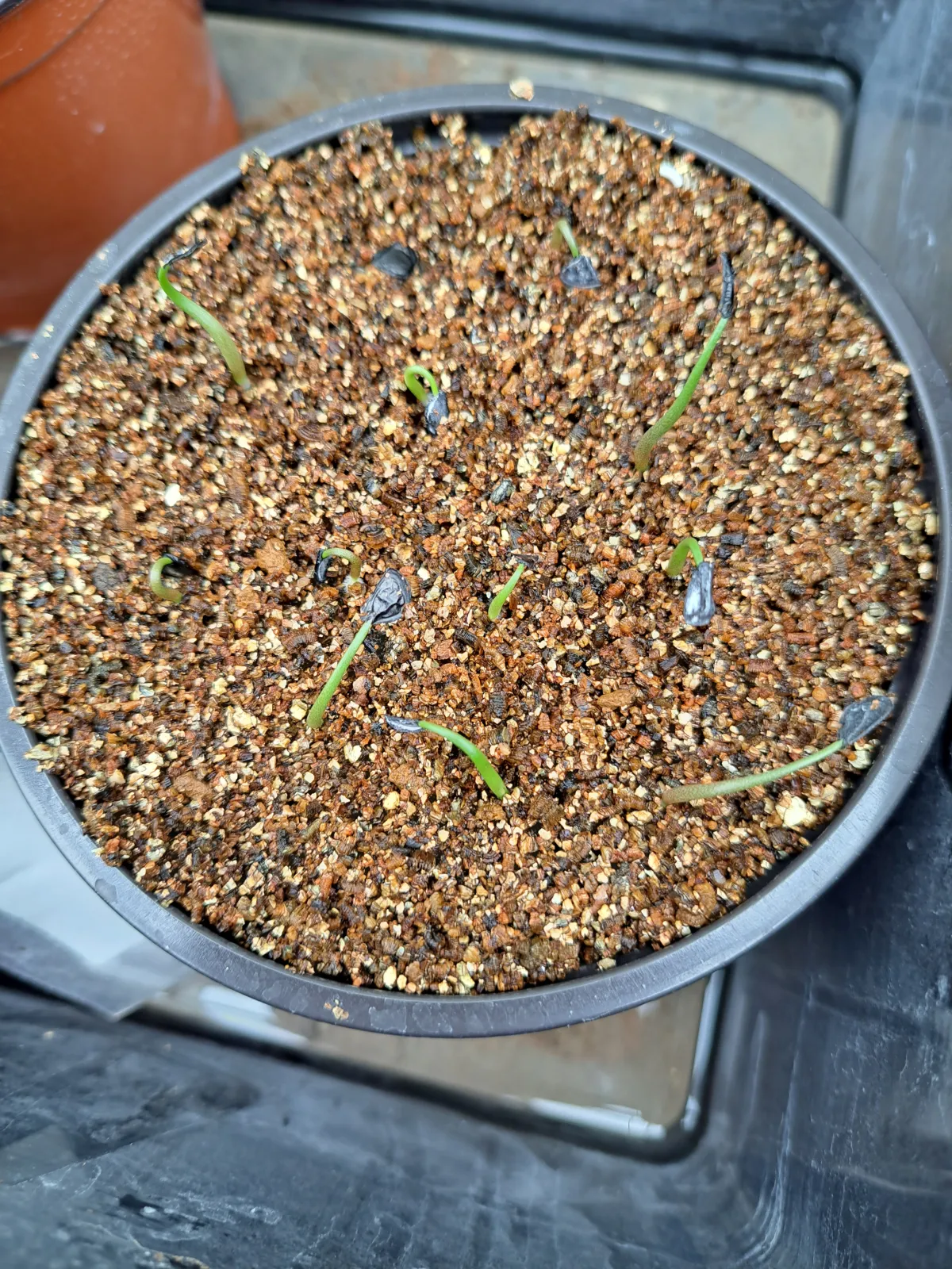 Agave inaequidens subsp. barrancensis (アガベ バランセンシス)