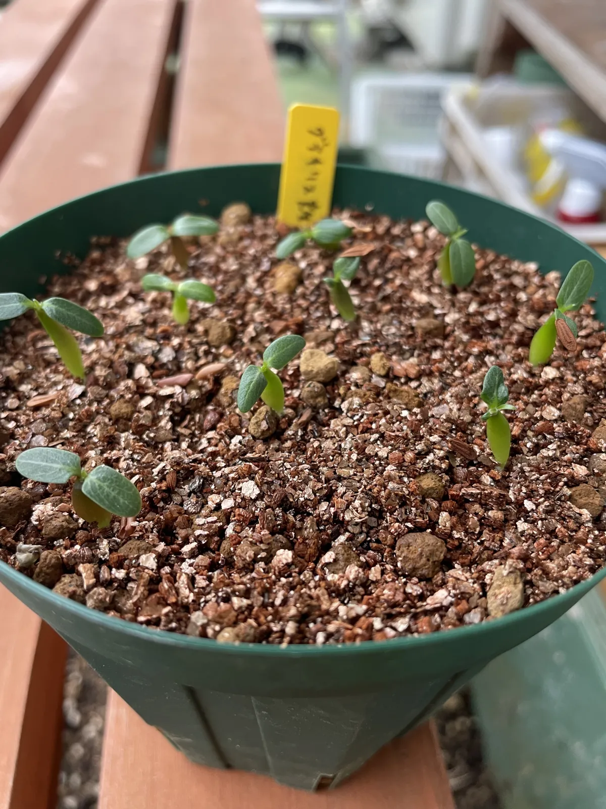Pachypodium rosulatum var. gracilius (パキポディウム グラキリス)