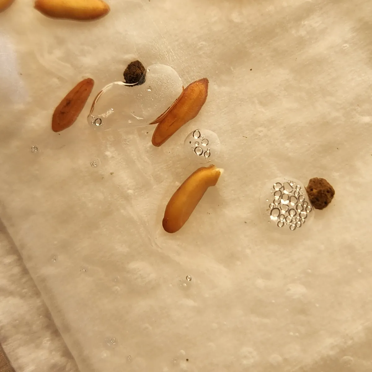 Pachypodium rosulatum var. gracilius (パキポディウム グラキリス)