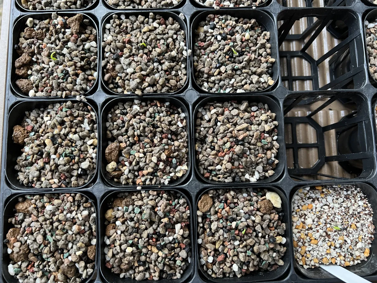 Agave utahensis var. eborispina (アガベ エボリスピナ)