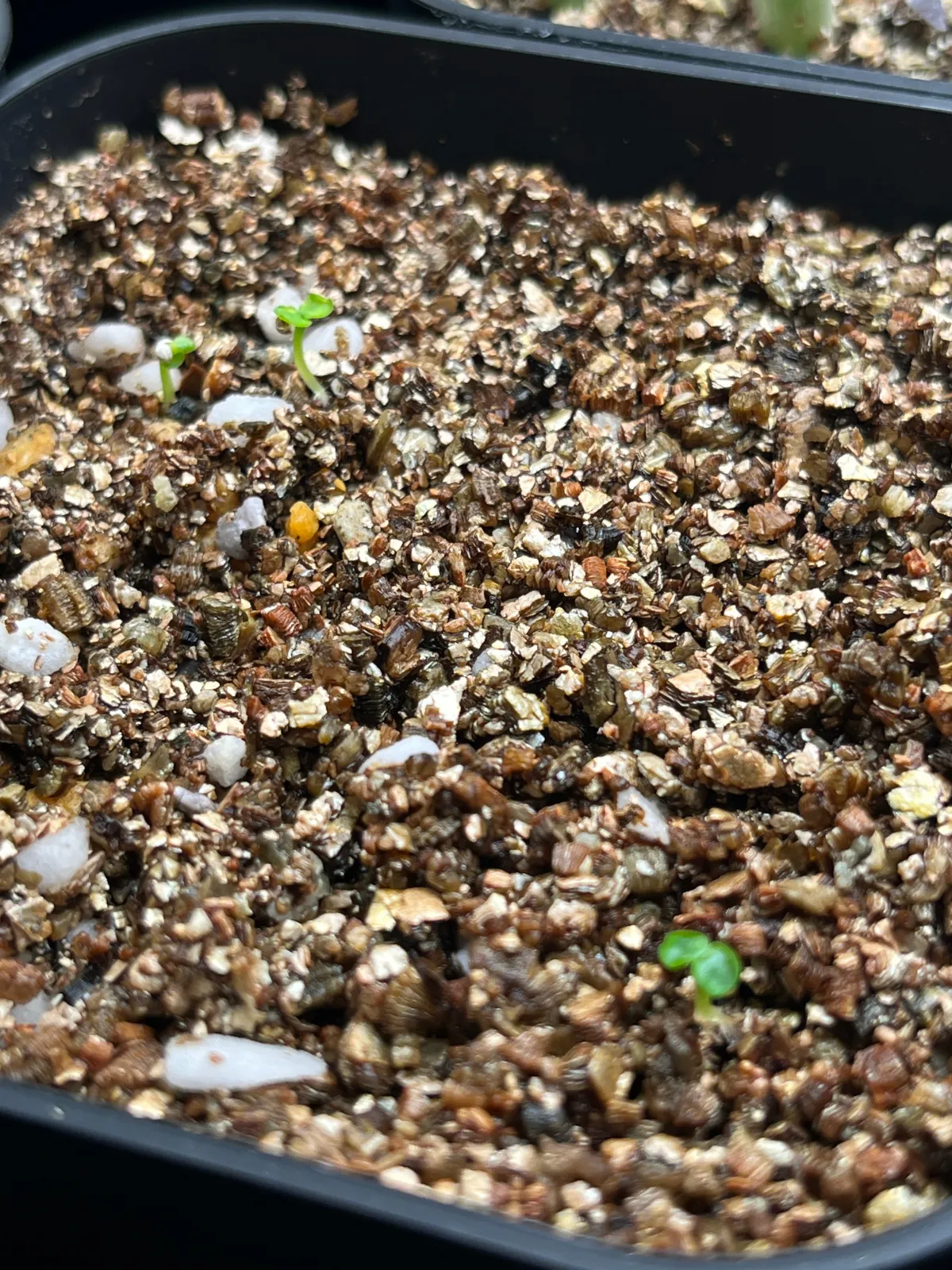 Dorstenia hildebrandtii (ドルステニア ヒルデブランドティー)