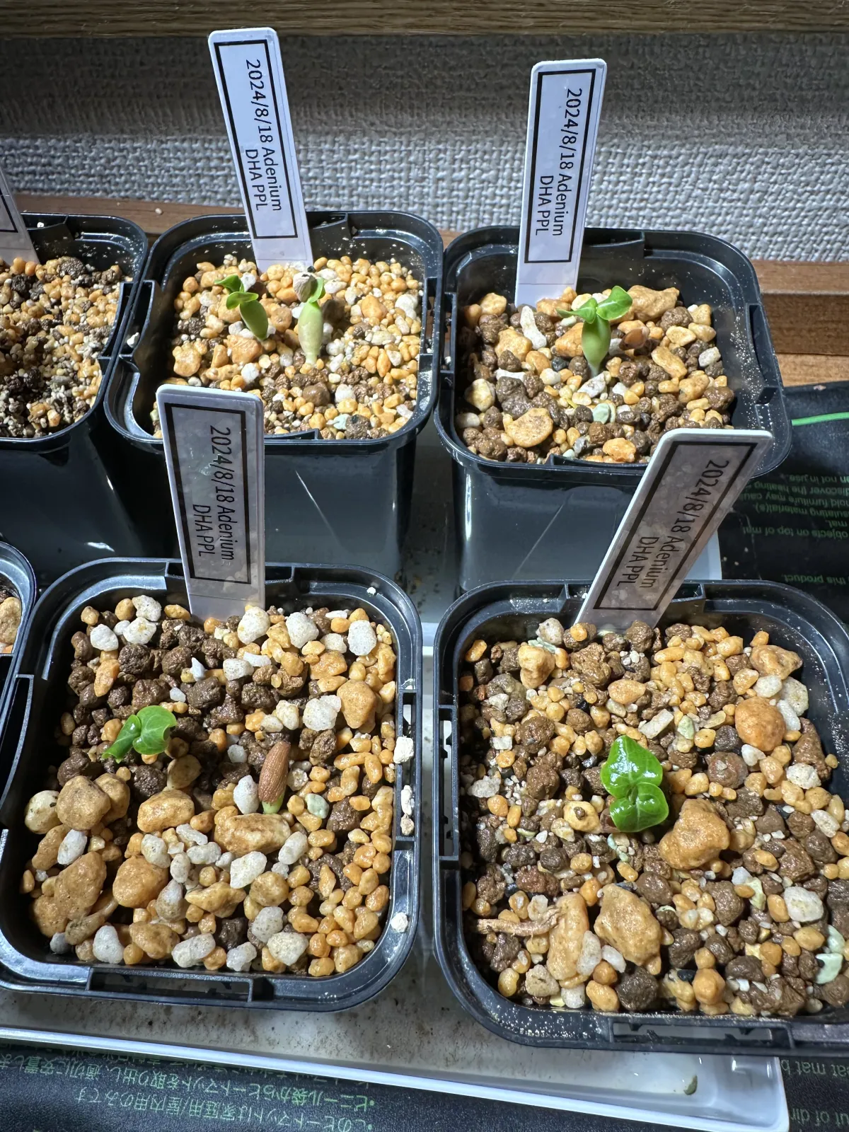 Adenium DHA PPL (アデニウム DHA PPL)