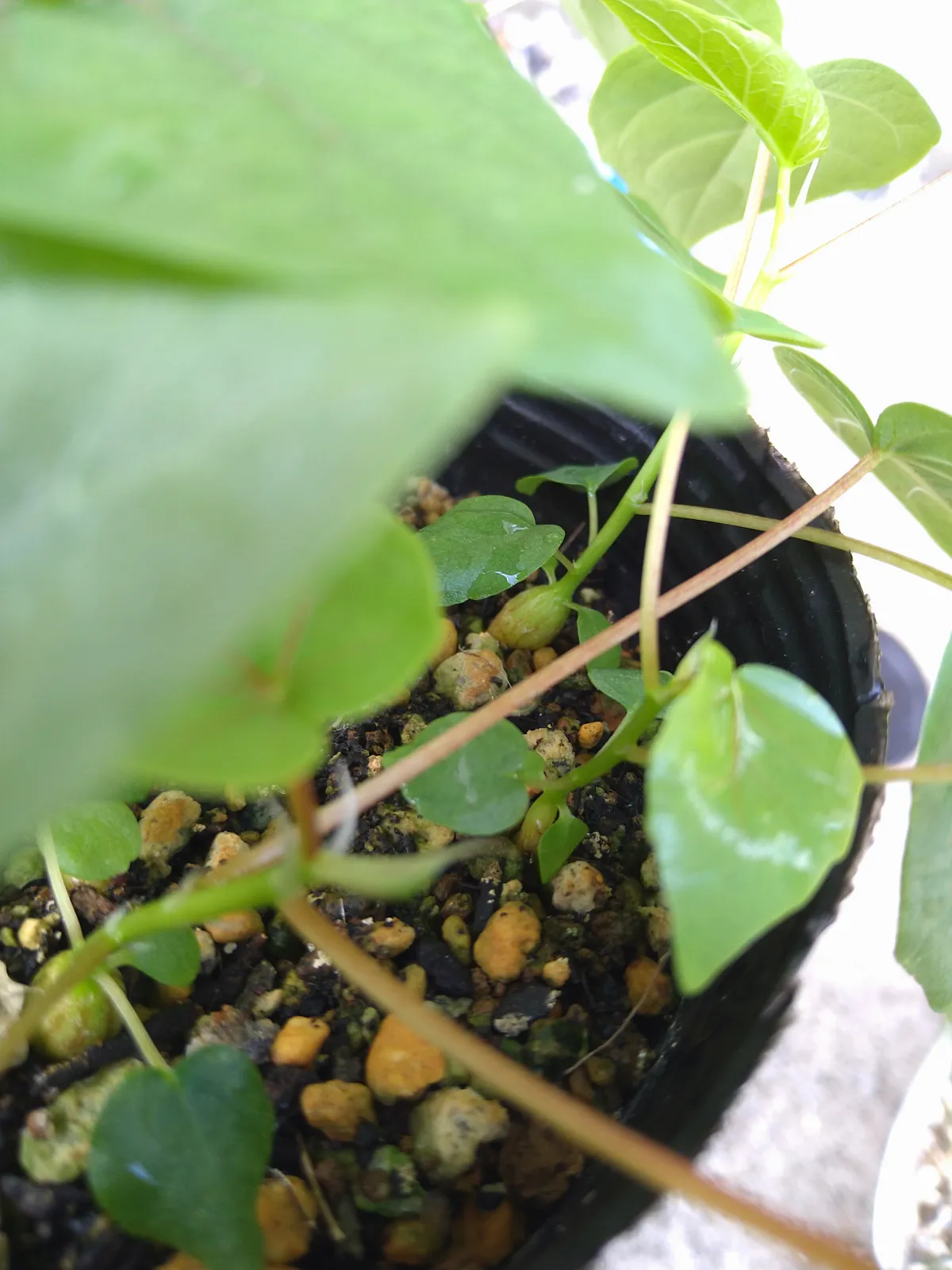 Ficus petiolaris (フィカス ペティオラリス)