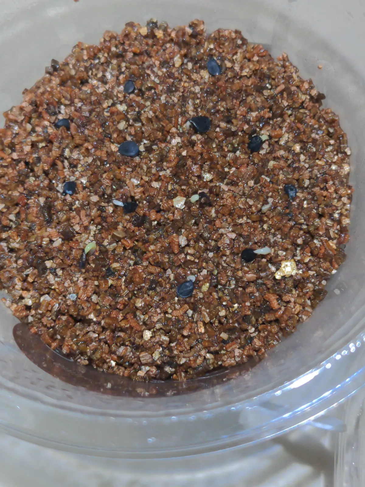 Agave oteroi (アガベ オテロイ)