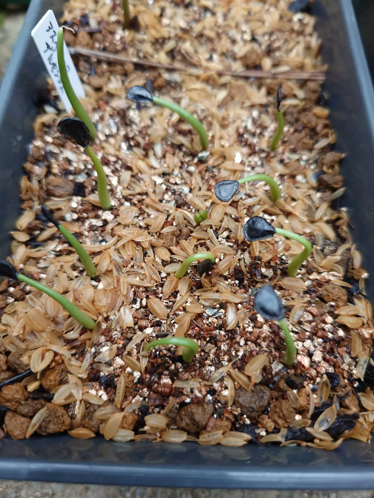 Agave asperrima ssp. zarcensis (アガベ アスペリーマ ザルセンシス)