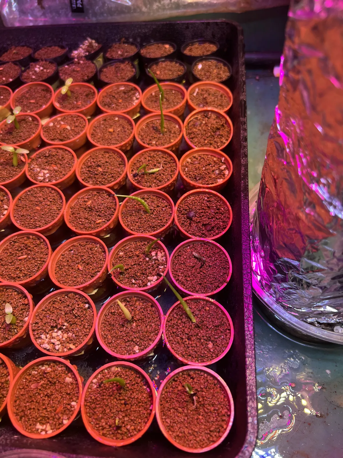 [無料種子] オペルクリカリア 蓋開け練習用 Operculicarya