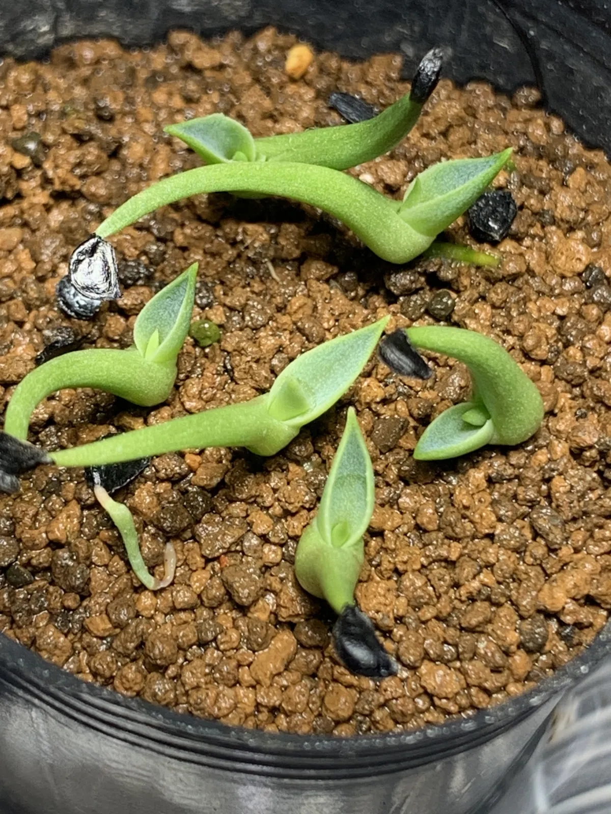 Agave utahensis var. eborispina (アガベ エボリスピナ)