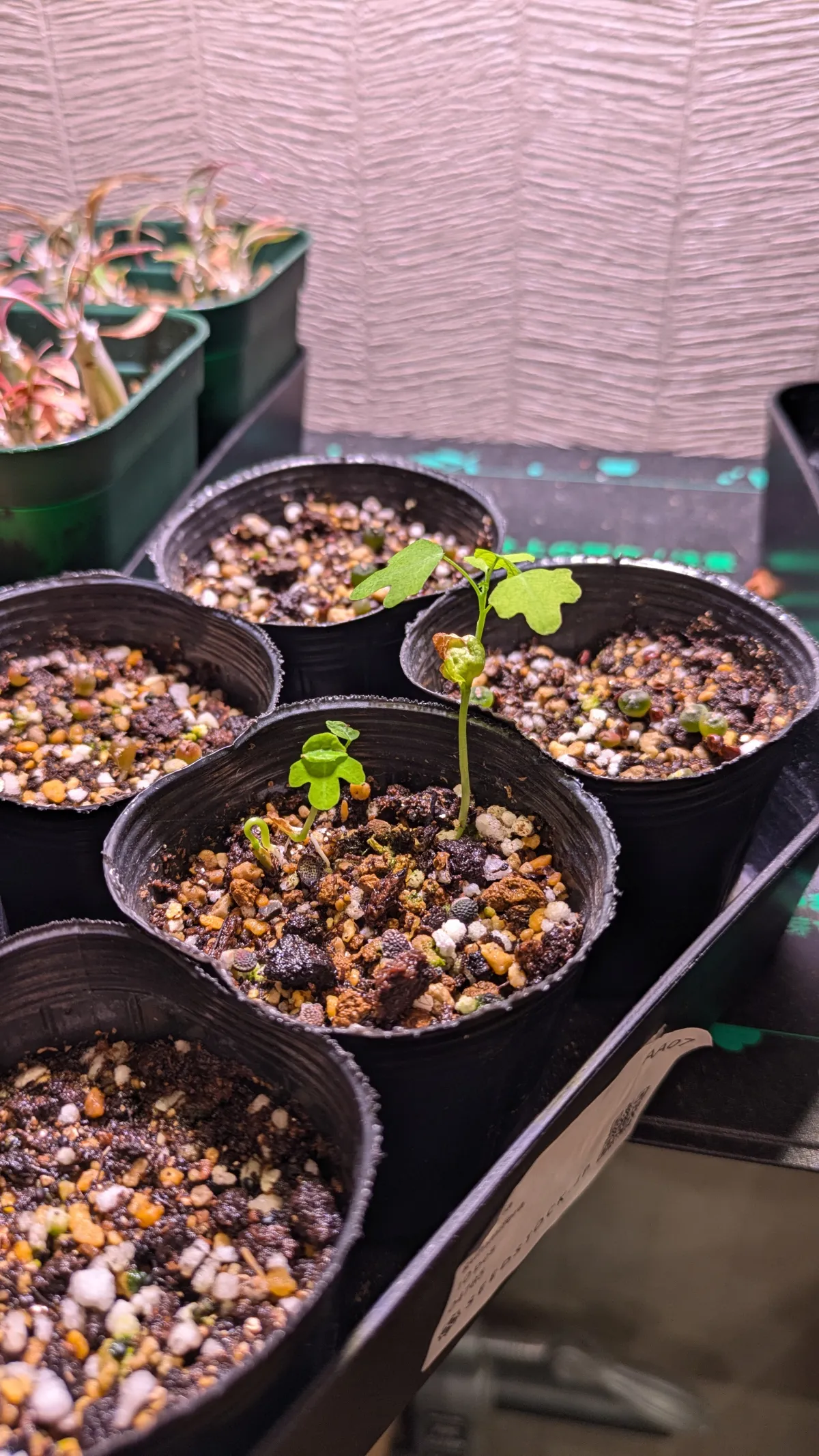 Adenia gummifera var. gummifera (アデニア グミフェラ)