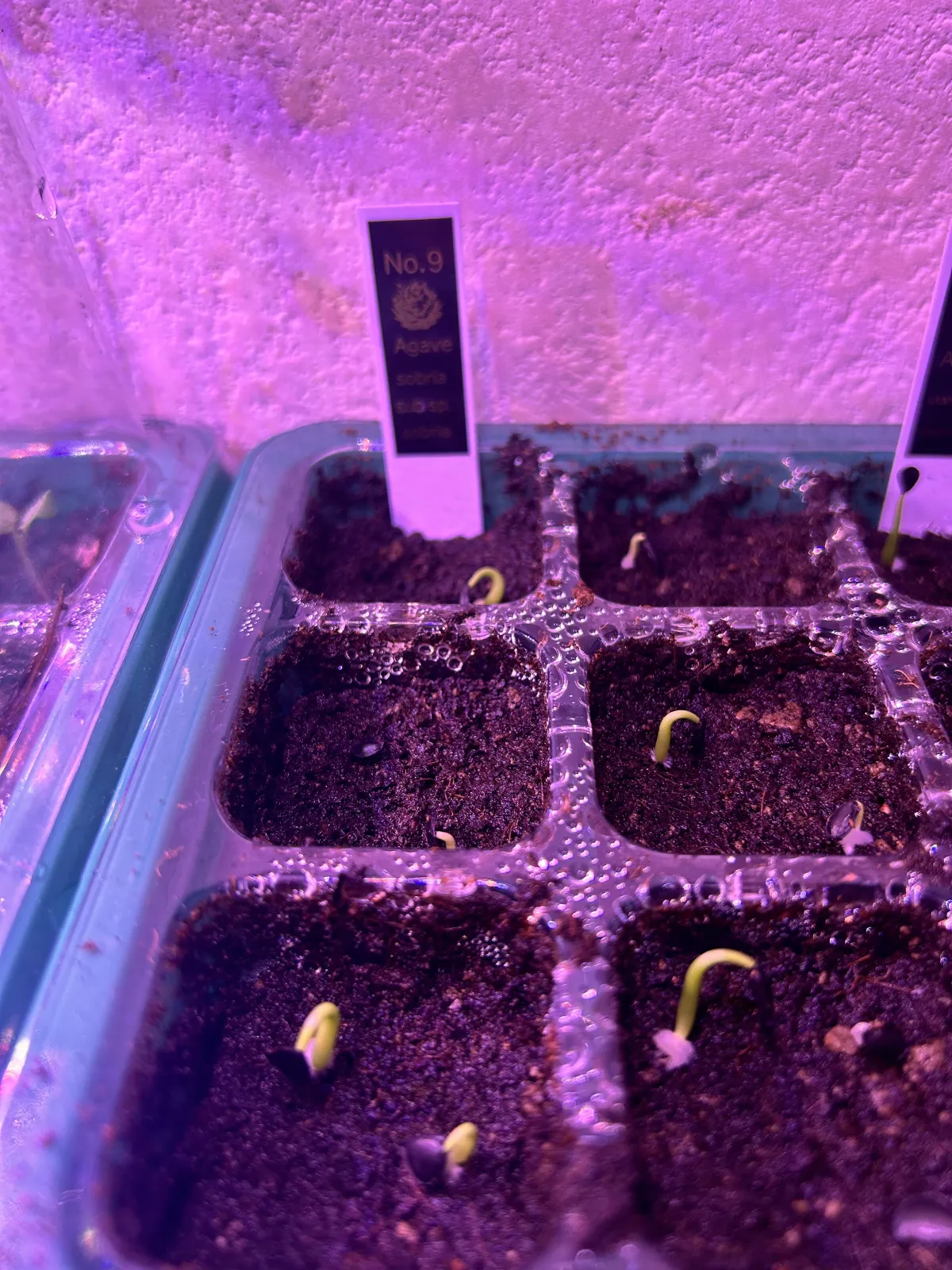 Agave sobria subsp. roseana (アガベ ソブリア ロゼアナ)