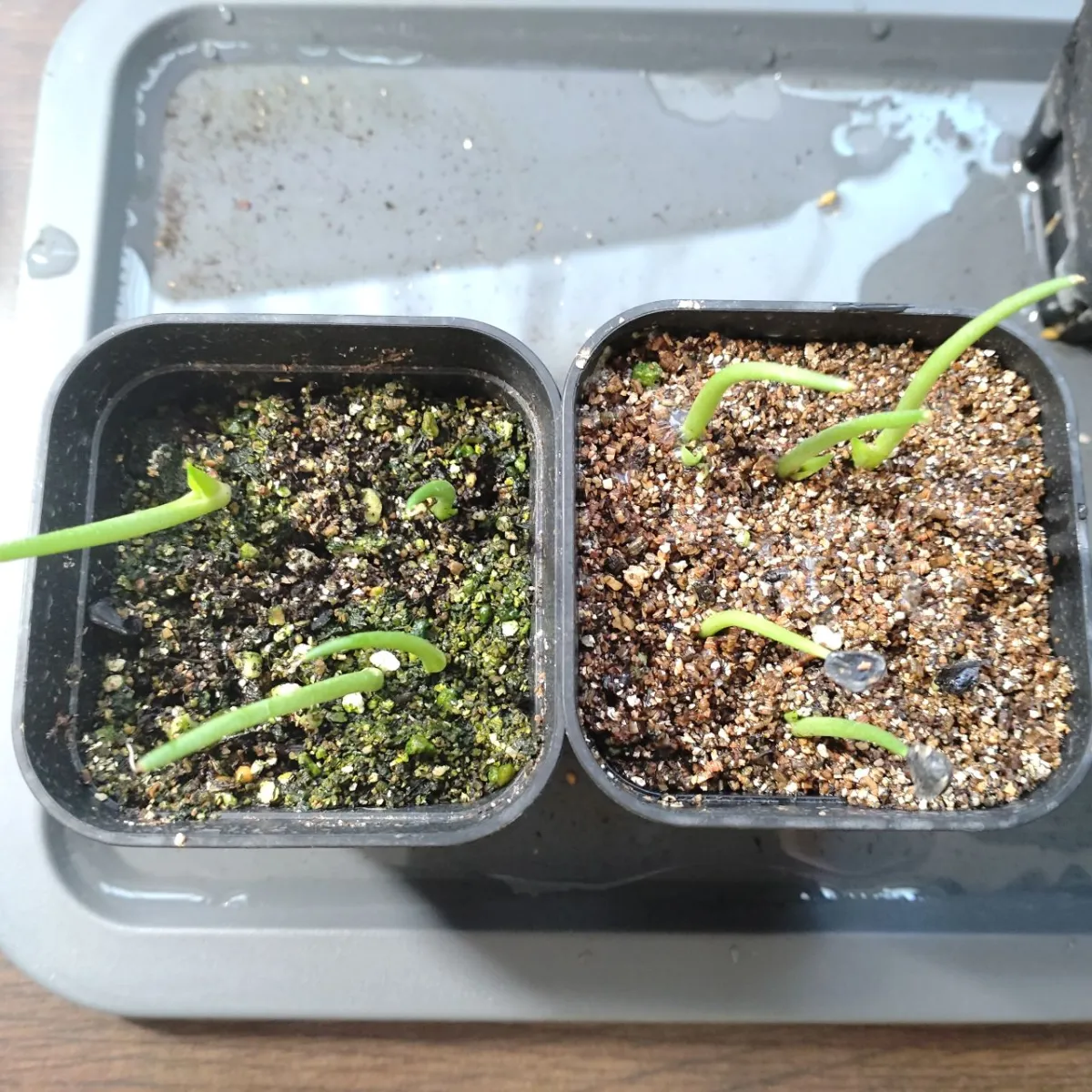 Agave parryi var. truncata (アガベ パリー トランカータ)