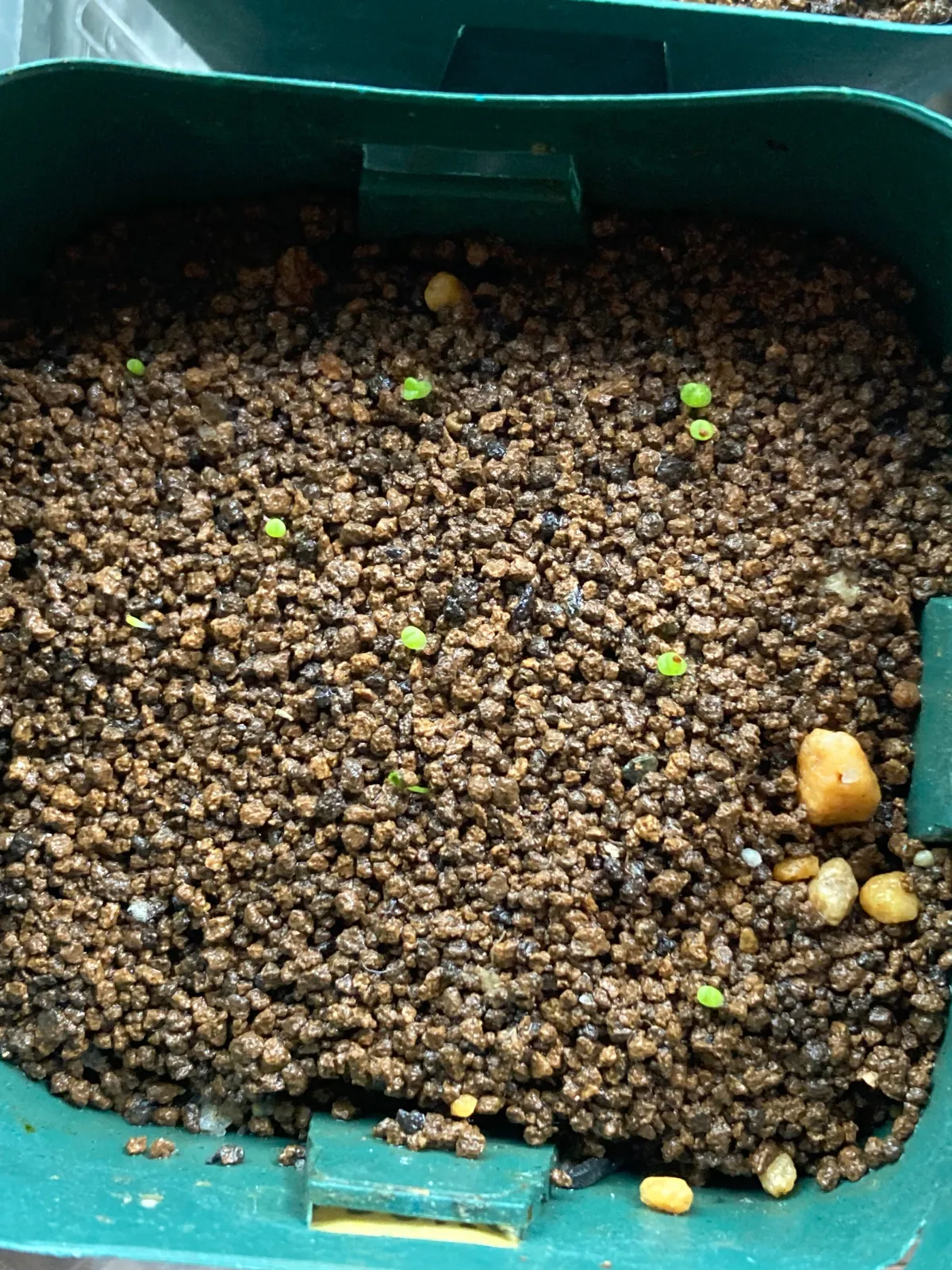 Lithops optica Rubra (リトープス 紅大内玉)