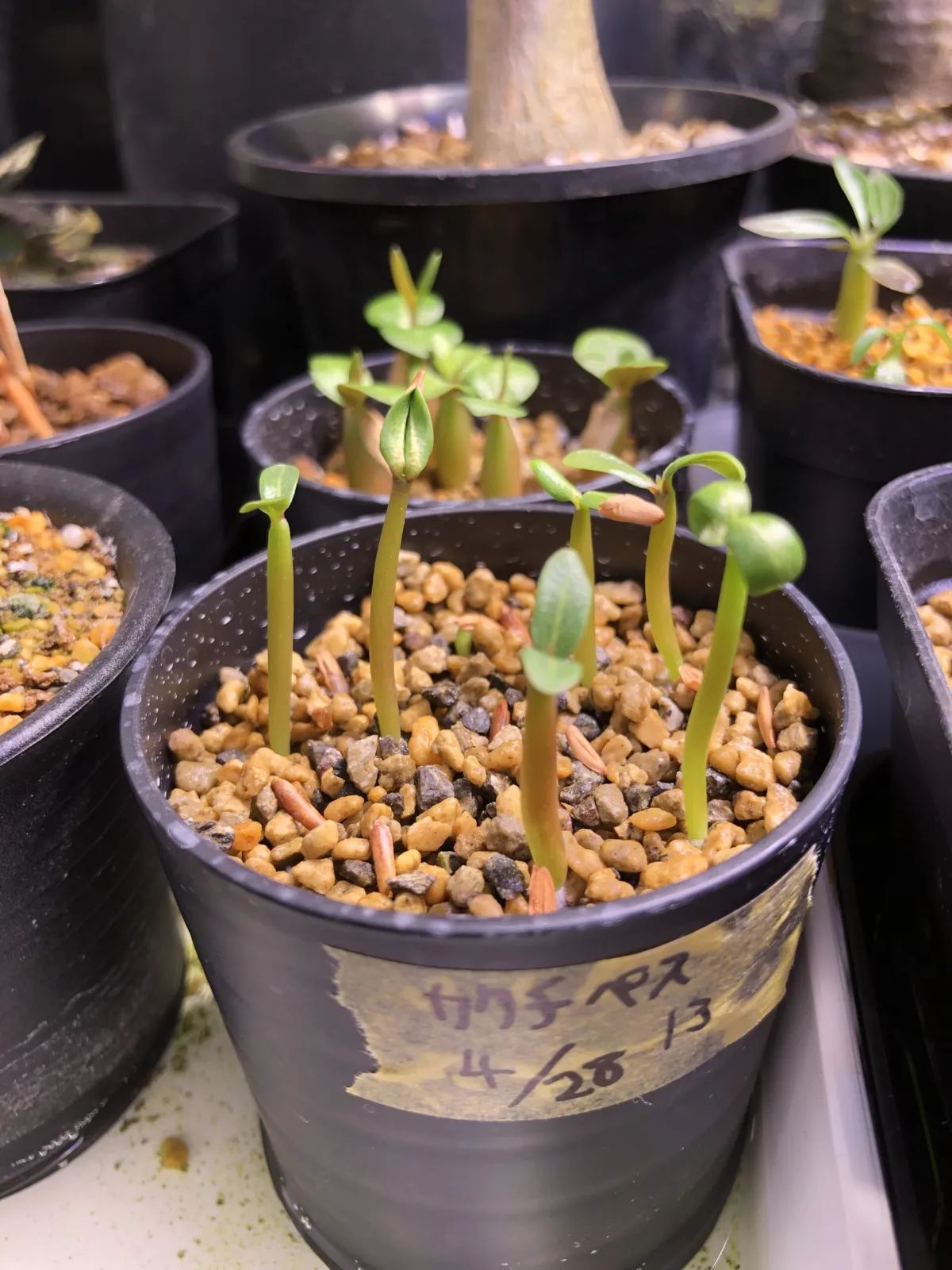 Pachypodium rosulatum ssp. cactipes (パキポディウム カクチペス)