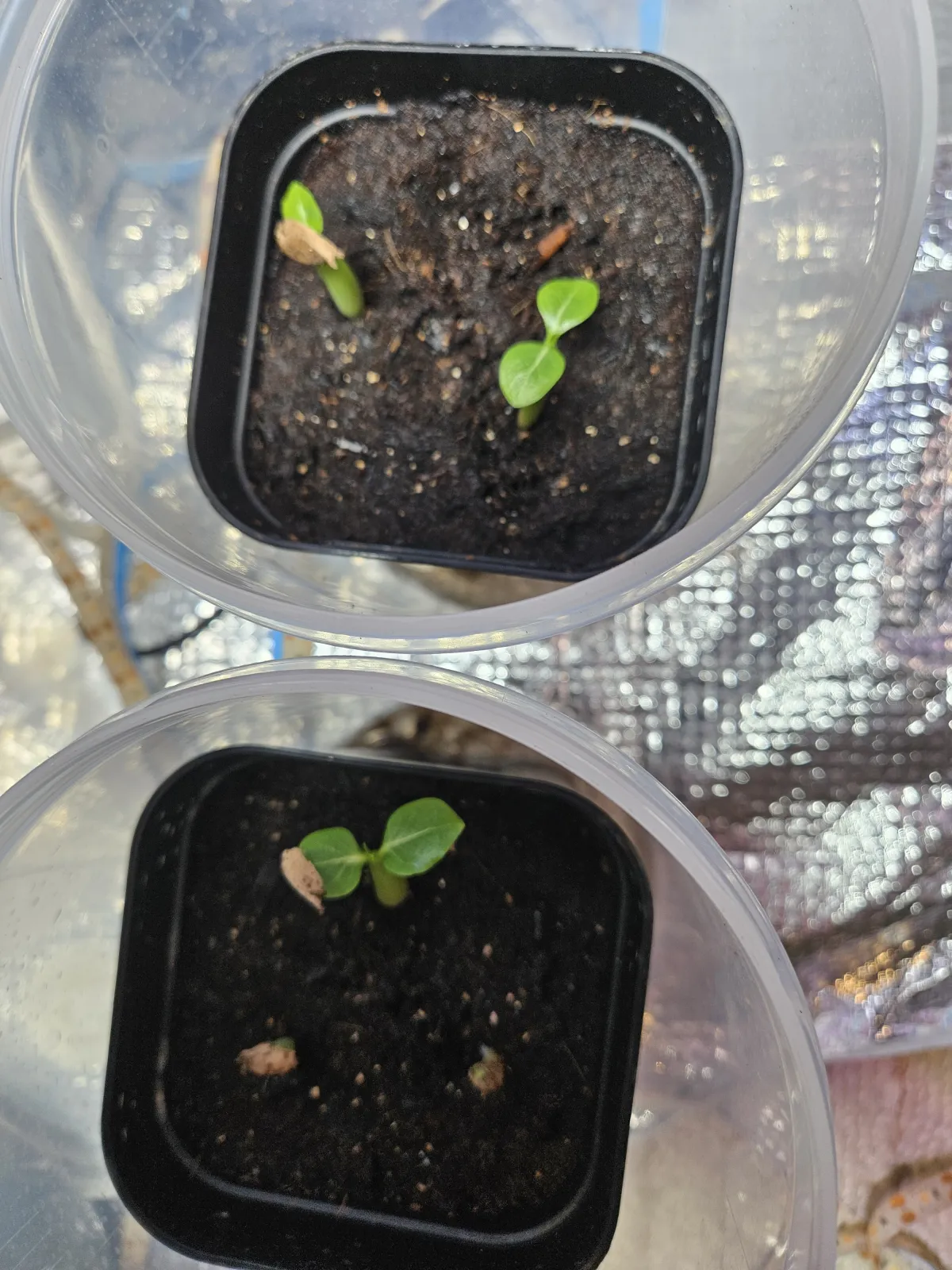 Adenium arabicum (アデニウム アラビカムゴッジ)