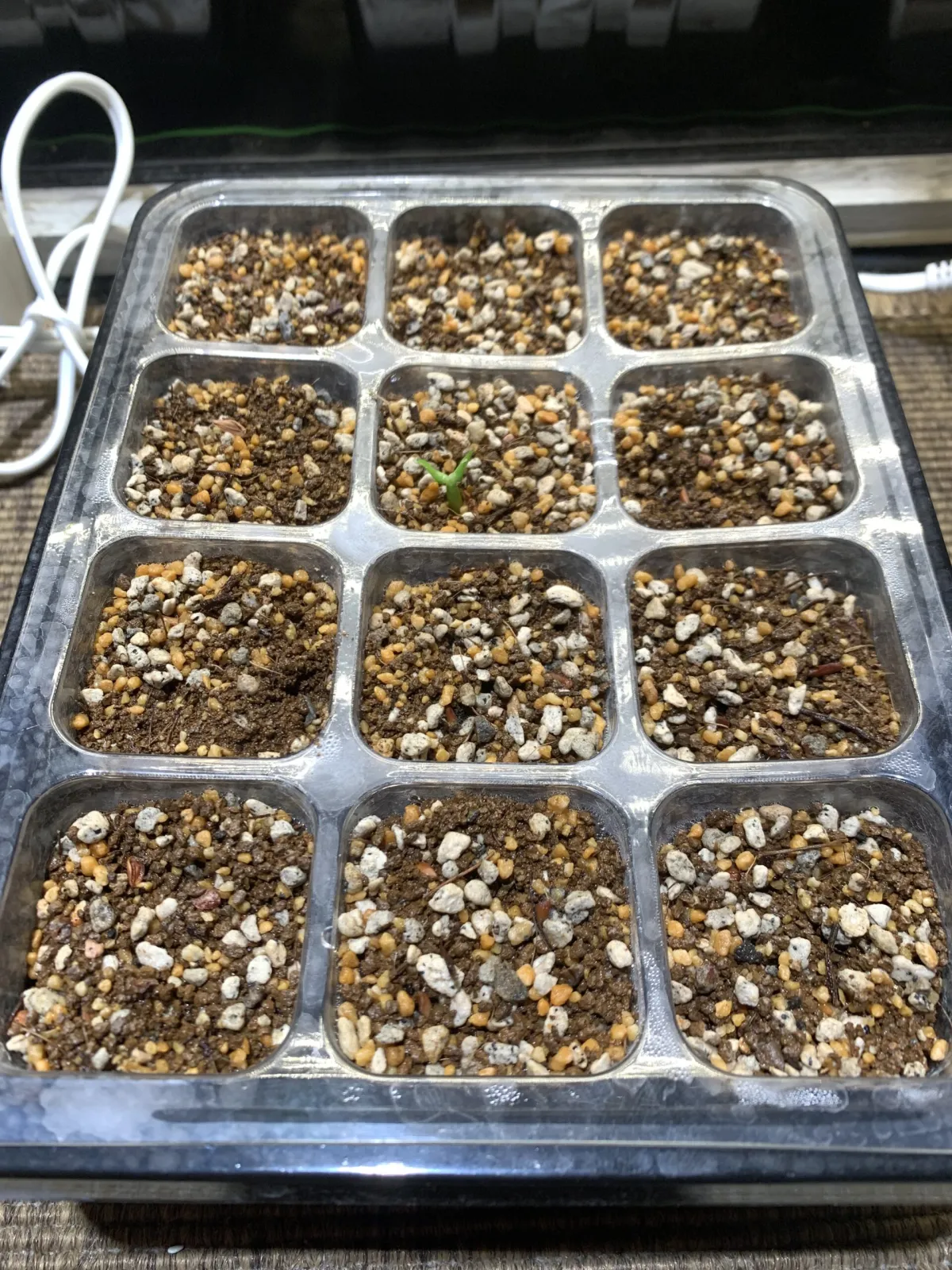 Pachypodium brevicaule subsp. leucoxanthum (パキポディウム レウコキサンツム)