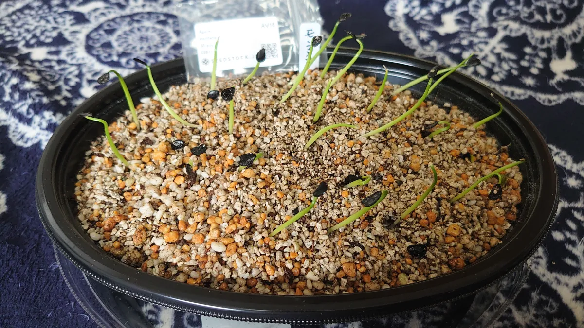 Agave montana (アガベ モンタナ)