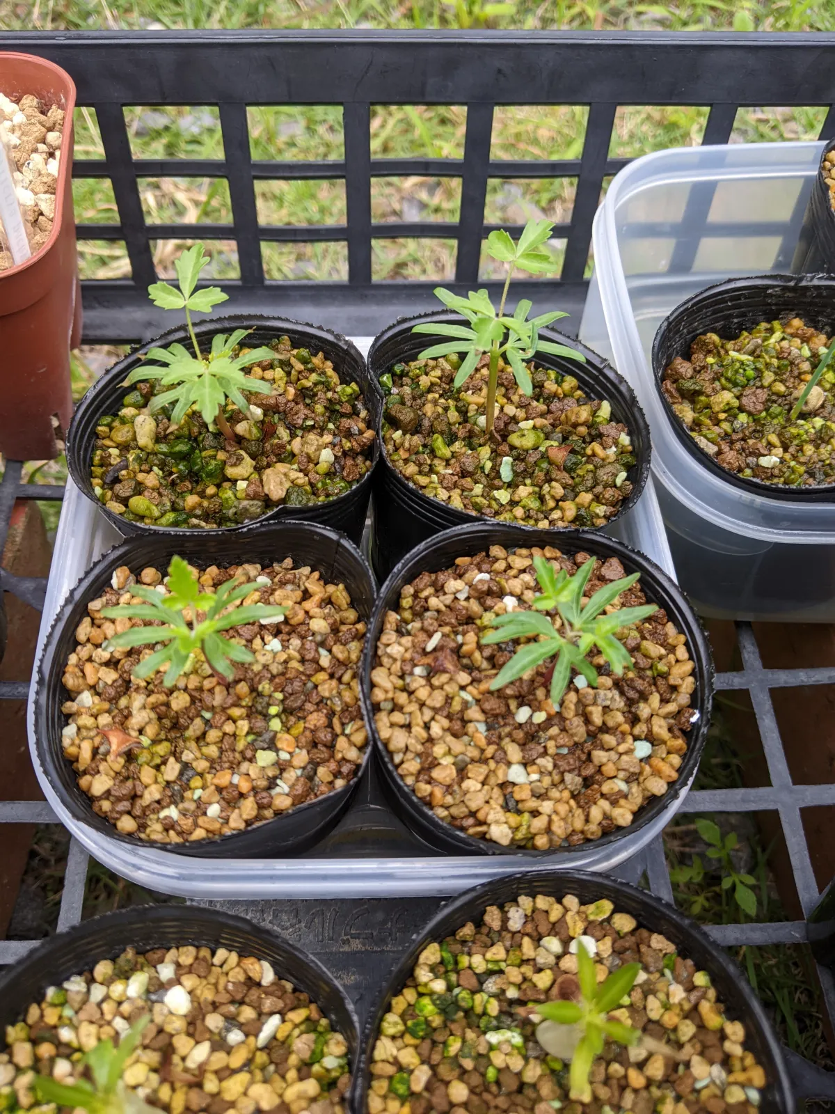 Boswellia neglecta (ボスウェリア ネグレクタ)