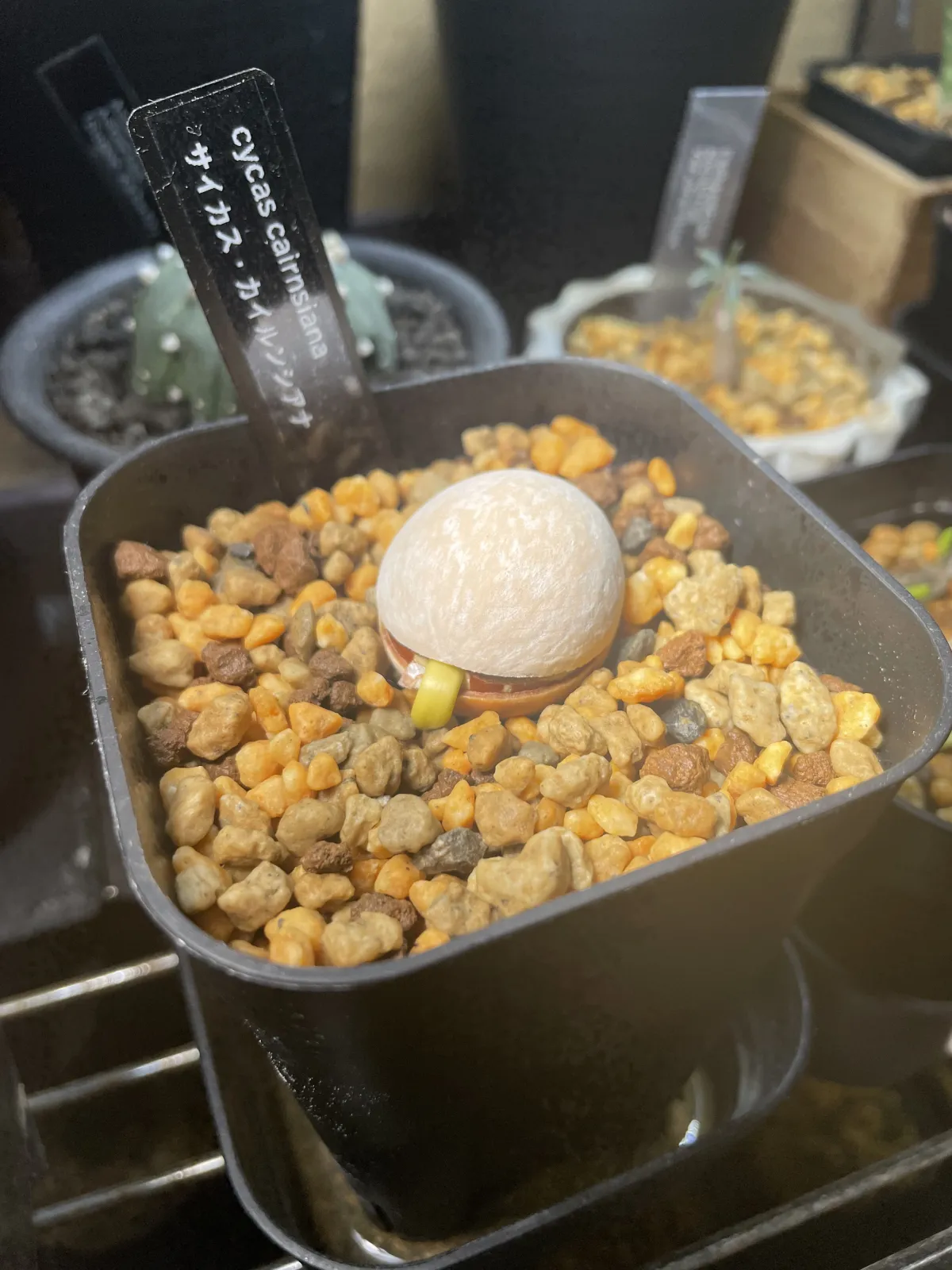 Cycas cairnsiana (サイカス カイルンシアナ)