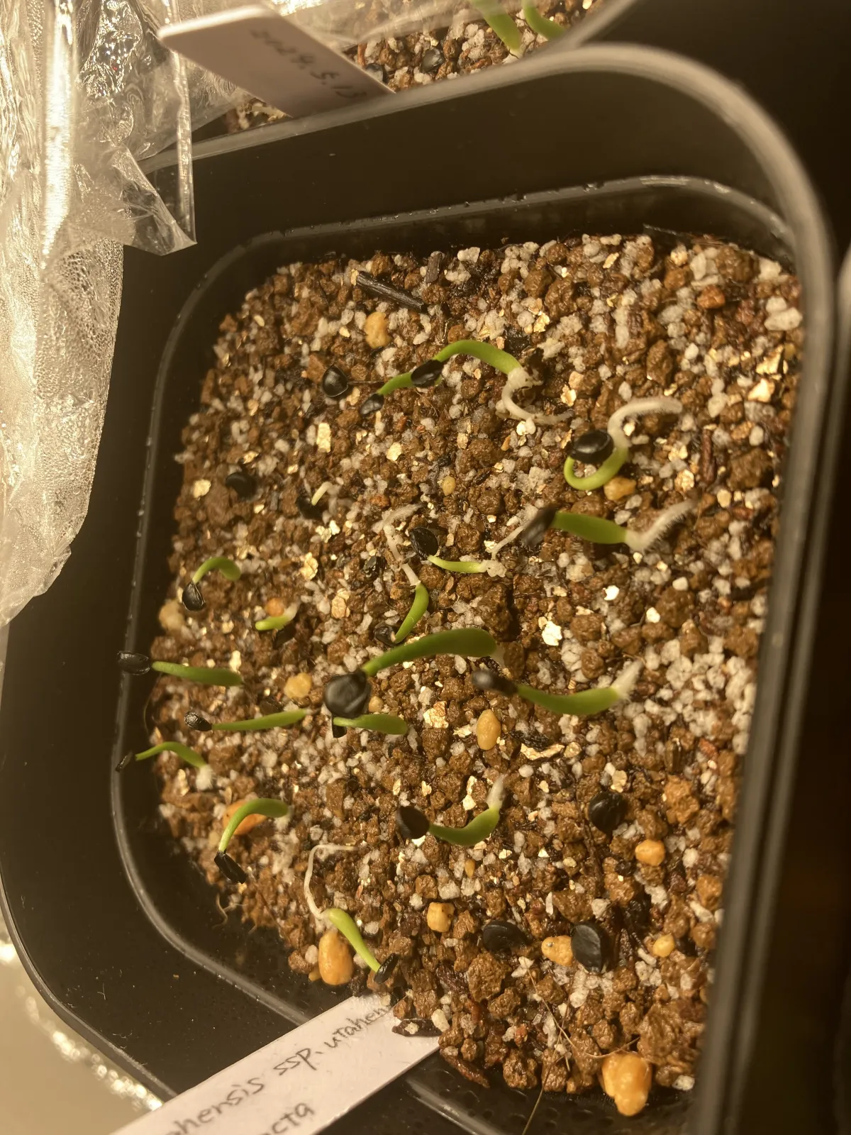 Agave utahensis ssp. utahensis 'Compacta' (アガベ ユタエンシスコンパクタ)