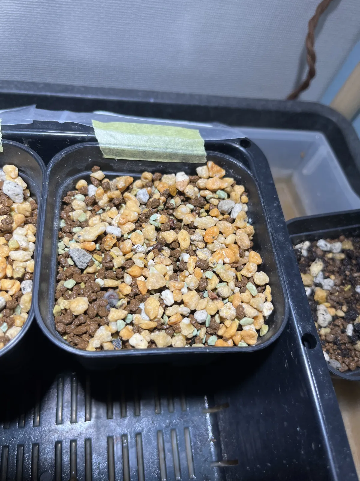 Boswellia sacra (ボスウェリア サクラ)