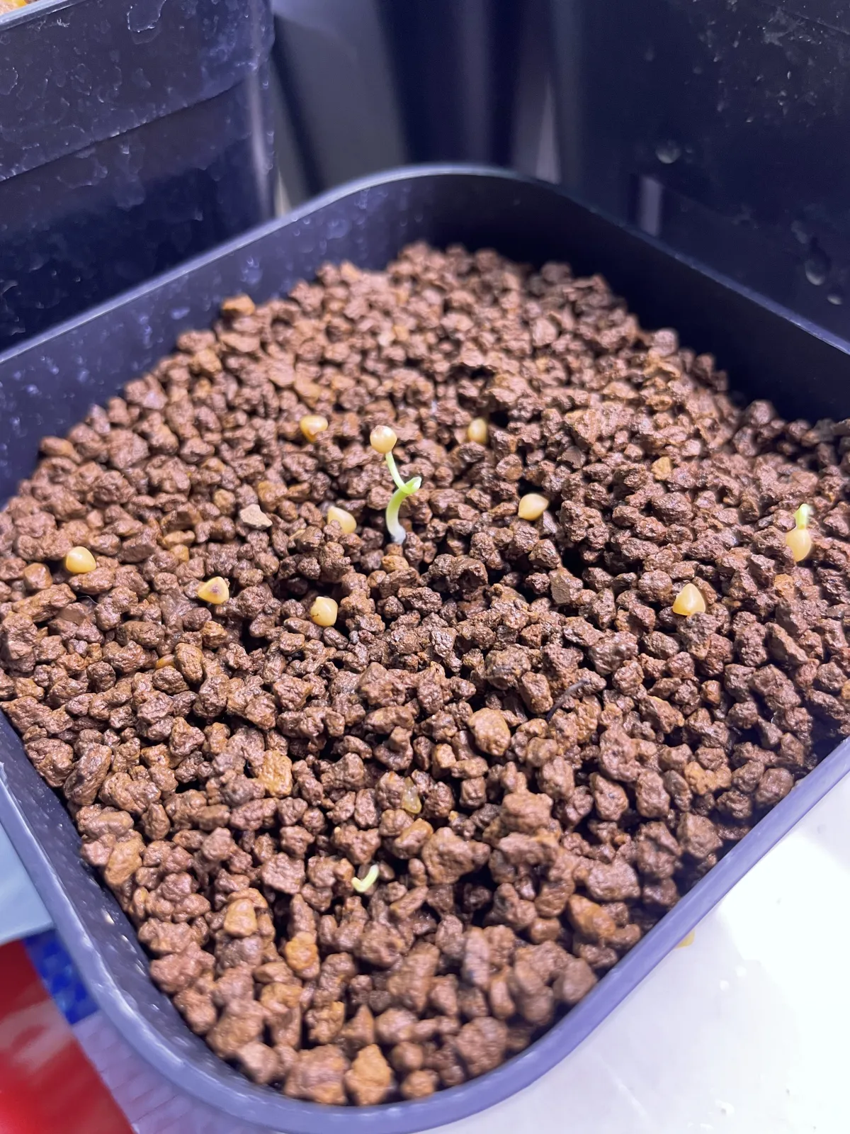 Dasylirion glaucophyllum (ダシリリオン クラウコフィラム)