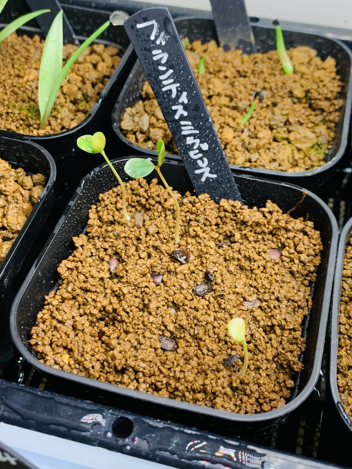 Phyllanthus mirabilis (フィランサス ミラビリス)