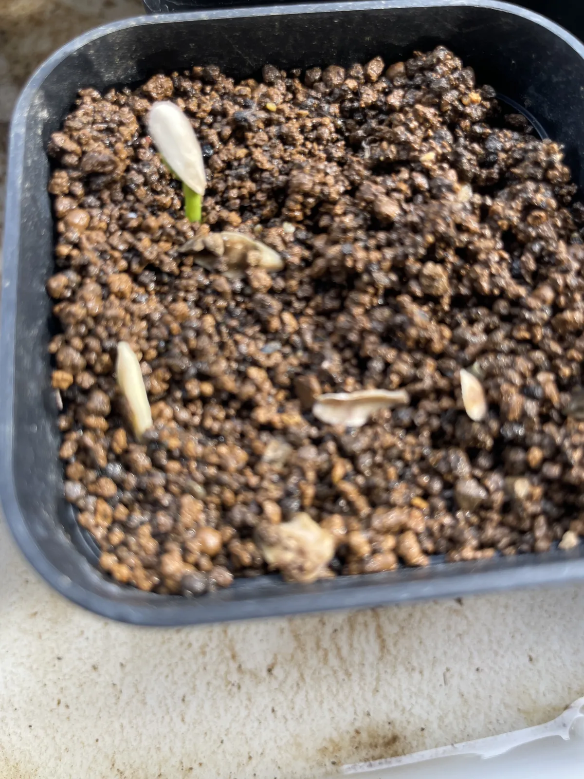 Pachypodium rutenbergianum var. rutenbergianum (パキポディウム ルテンベルギアナム)