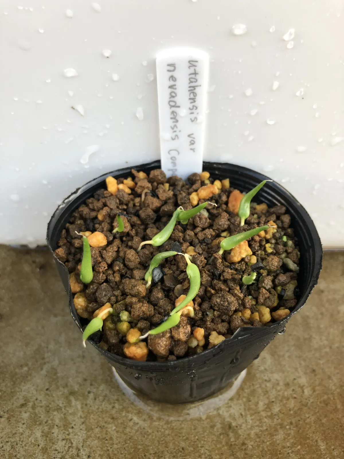 Agave utahensis ssp. utahensis 'Compacta' (アガベ ユタエンシスコンパクタ)