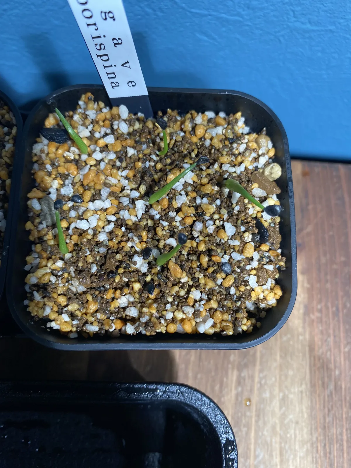 Agave utahensis var. eborispina (アガベ エボリスピナ)