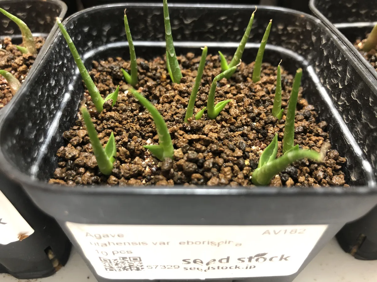 Agave utahensis var. eborispina (アガベ エボリスピナ)