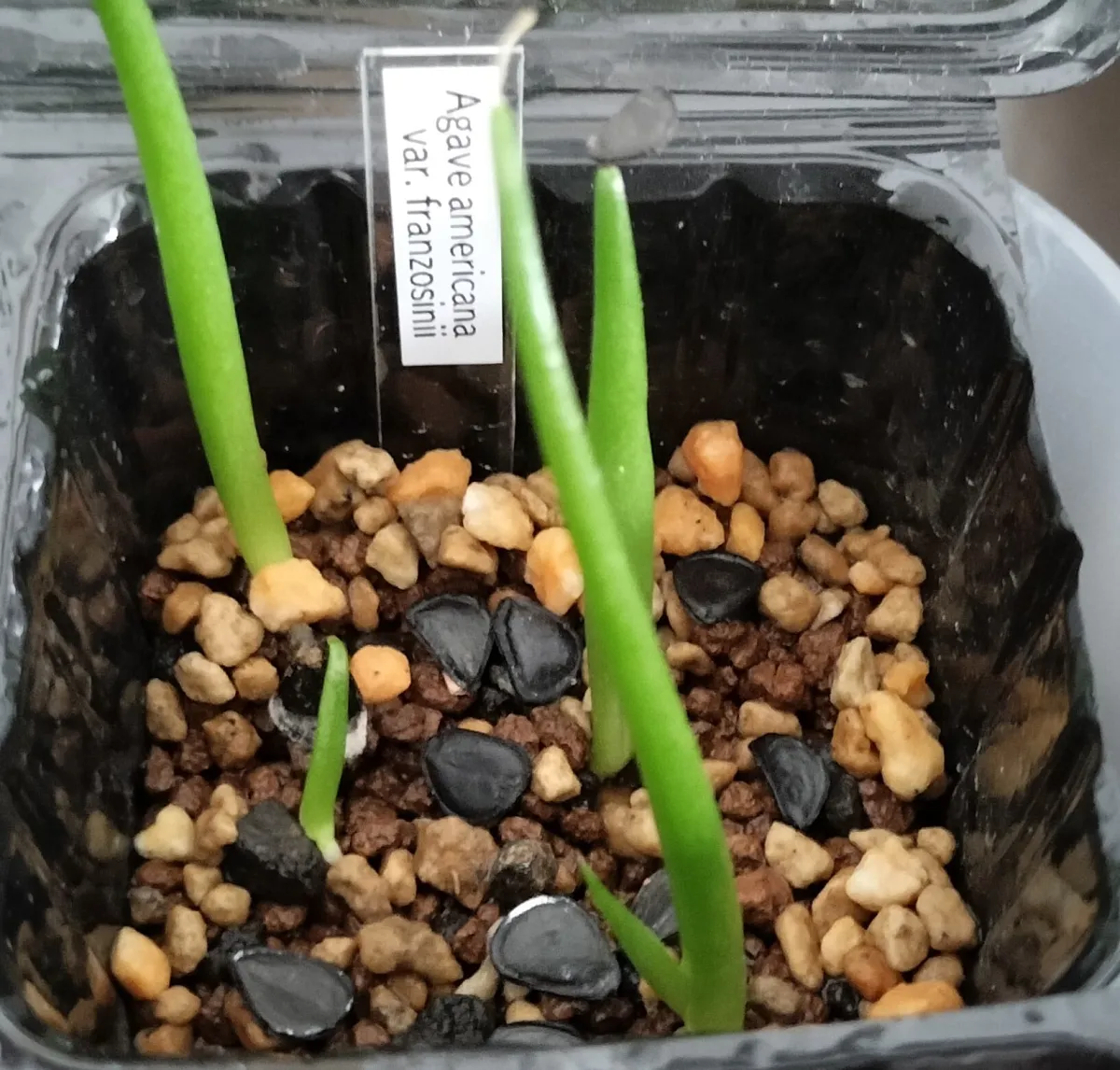 Agave americana var. franzosinii (アガベ フランゾシニー)